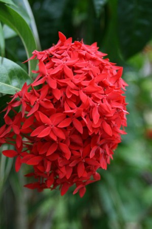 Coralillo, también conocida como cruz de malta.