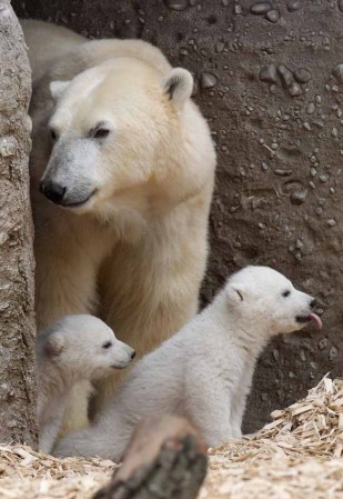 Los pequeños fueron recibidos con gran expectación por la gente que se acercó hasta el zoo.