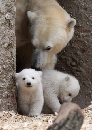 Los inquilinos más tiernos del zoológico.