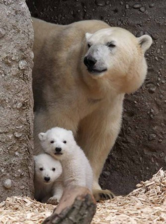 Los inquilinos más tiernos del zoológico.