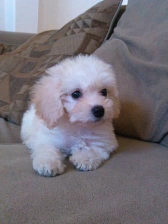 Chester. <br /> ¿Quieres compartir fotos como estas? Hazlo aquí <br />