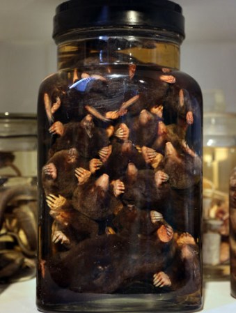 Topos preservados en un frasco en el museo “Grant Museum of Zoology” de Londres, dónde miles de diferentes especies mantienen una viva presencia.