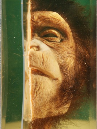La cara bisecada de un chimpancés es preservada en el museo “Grant Museum of Zoology” de Londres, dónde miles de diferentes especies mantienen una viva presencia.