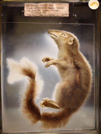 Un Tupaia glis, una especie de ardilla, en el museo “Grant Museum of Zoology” de Londres, dónde miles de diferentes especies mantienen una viva presencia.