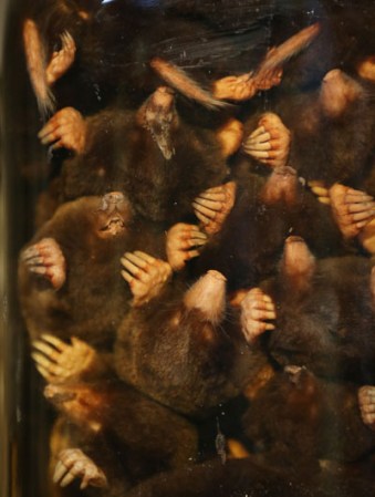 Topos preservados en el museo “Grant Museum of Zoology” de Londres, dónde miles de diferentes especies mantienen una viva presencia.