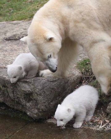 Los inquilinos más tiernos del zoológico.