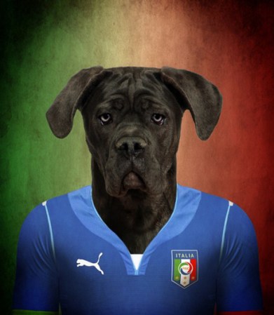 Cane Corso / Italia