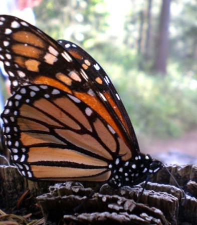 Angangueo - Santuario de la Mariposa Monarca.