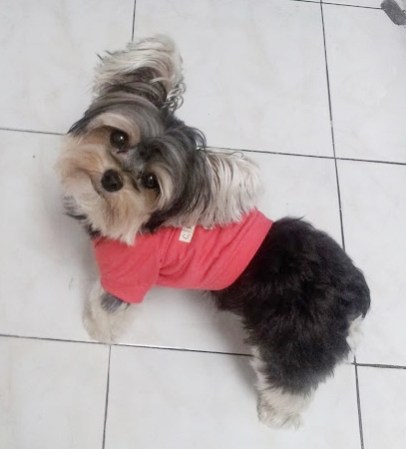 HOLA CHICAS BUSCO NOVIA !!!!! TOBY<br /><br /> ¿Quieres compartir fotos como estas? Hazlo aquí <br />