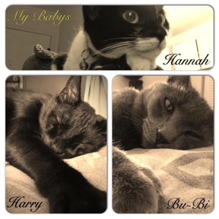 mis 3 babys