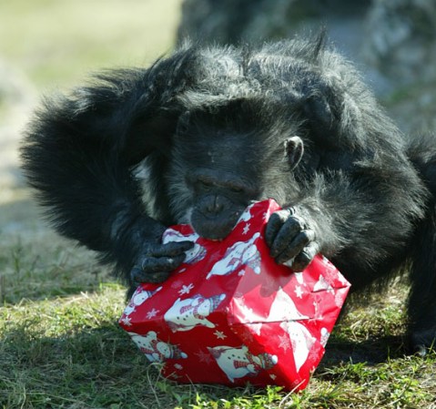 Los chimpancés se mueven de una isla a otra.