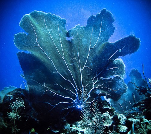 Si eres de los que disfrutan de las aventuras, Puerto Rico es un destino ideal para ti. Puedes hacer buceo en la mayor parte de sus playas y encontrarte con exótica vegetación y simpáticos animales marinos.