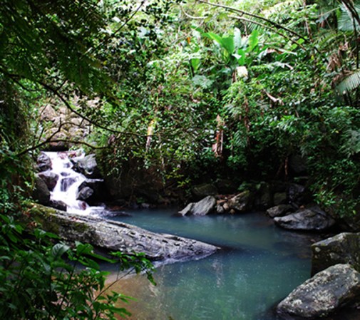 El Yunque es un parque nacional que contiene el único bosque lluvioso tropical en los Estados Unidos. Anímate a la naturaleza: realiza distintas actividades guiadas o libres.
