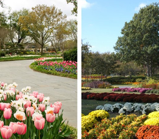 1. Dallas Arboreto y Jardín Botánico: Ubicado en 8525 Garland Rd, Dallas, Texas. Este paraíso botánico tiene lo mejor en cuanto a conciertos, entretenimiento para chicos y grandes y disfrutar de la flora del Estado.