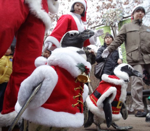 SURCOREA - Pinguinos vestidos de Santa desfilan por el parque de diversiones Everland.
