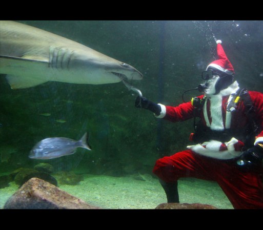 SYDNEY, AUSTRALIA - Un temerario Santa se sumerge en una enorme pecera y da de comer en la boca a un gigantesco tiburón.