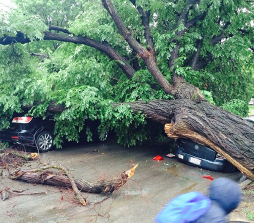 Así quedó este auto… completamente aplastado por el árbol.