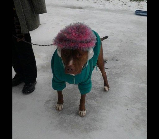 ¡Hasta los perros tenían que abrigarse bien y se patinaban en las aceras!