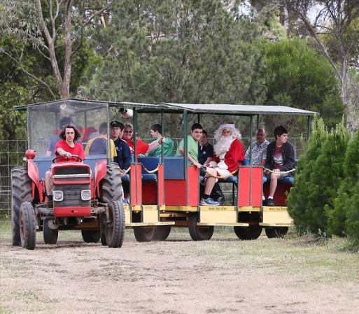 MELBOURNE, AUSTRALIA - Santa, posiblemente acalorado se pasea por un lote de arbolitos navideños.