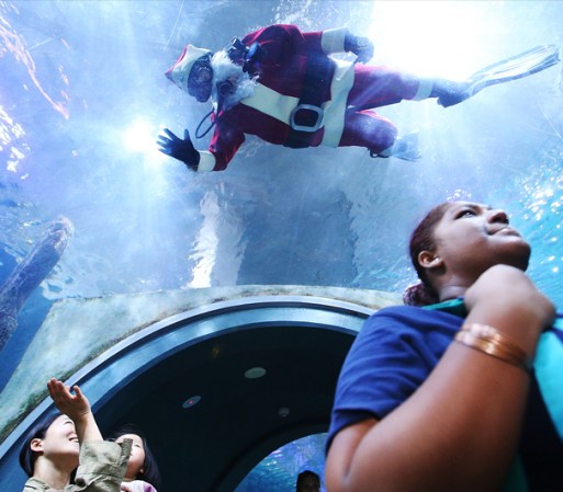 El Santa buzo saluda a los visitantes del acuario mientras nada sobre sus cabezas.