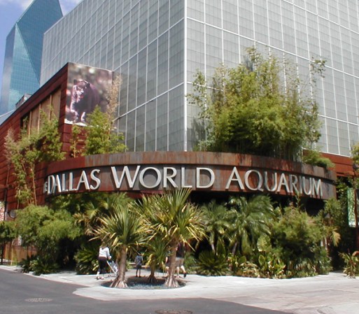 16. Acuario de Dallas: En este lugar está asegurada la diversión para chicos y grandes y está considerado como uno de los mejores del País.