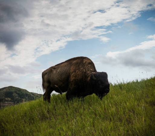 Dakota del Norte ahora enfrenta el desafío de crecer económicamente sin perjudicar su vida salvaje.