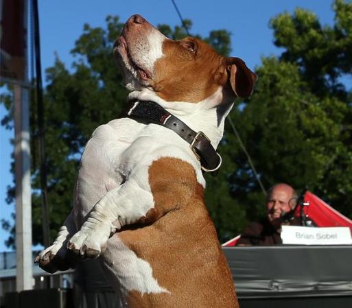 Pero el ganador fue un perro llamado “Walle” de Chico, California.
