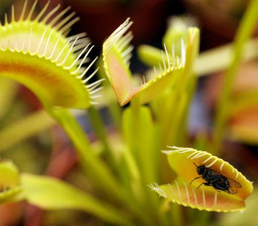 Estas plantas se han adaptado a crecer en suelos que no tienen suficientes nutrientes.