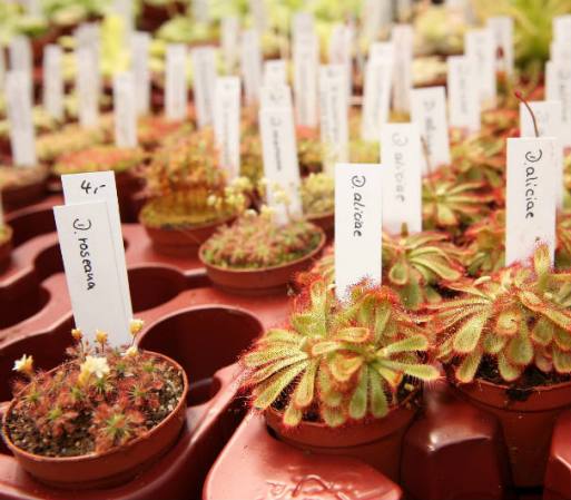Te invitamos a ver más plantas carnívoras del Jardín Botánico de Berlin…