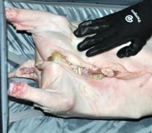 Intentaban pasar por desapercibidos con maleta en mano pero las autoridades abrieron la maleta y encontraron nada más y nada menos que un cerdo.