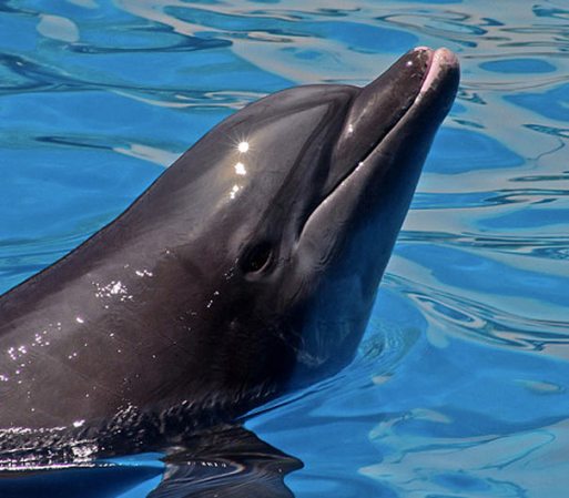 CICI: Ubicado en Acapulco, Guerrero, sus albercas, toboganes, áreas infantiles, atracciones extremas, show de delfines, lobos marinos y aves te permitirán disfrutar de horas de diversión sin parar.
