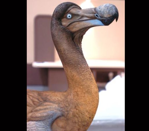 Su pico era muy largo (23 cm) y con una punta en forma de garfio que probablemente le permitía romper las cortezas de los cocos.
