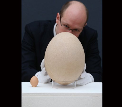 El huevo de un "Dodo" es definitivamente gigante al ser comparado con uno de gallina.