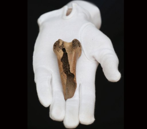 En la foto, un femur de un "Dodo". También será subastado. Aspiran recaudar $19,000 dólares.