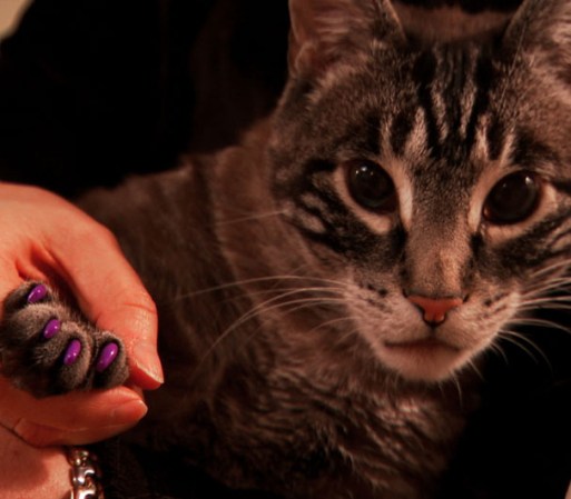 ¿Quién no ha disfrutado de las apariciones fílmicas de simpáticos gatos o tigres? En "The Paw Project", la doctora Jennifer Conrad (quien cuenta entre algunos de sus pacientes al tigre de "The Hangover" o a Mr. Muggles de "Heroes") busca generar conciencia acerca de las consecuencias negativas de quitar sus garras a los felinos para hacerlos más "amigables" con las personas. <br /> Mira el trailer en: YouTube