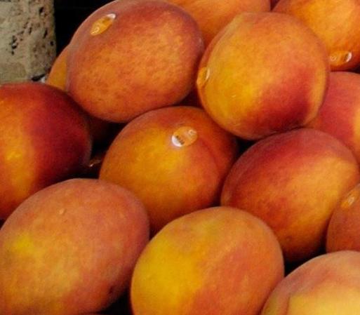 Los duraznos, así como otras frutas similares como las ciruelas contienen una semilla grande que de ser tragada por tu perro puede causar obstrucción del aparato digestivo entre otros males. <br />Fuente: pets.webmed.com