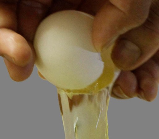 El huevo crudo puede estar infectado con salmonella u otras bacterias que así como a los humanos, pueden enfermar gravemente a los perros. <br />Fuente: pets.webmed.com