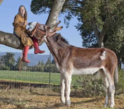 El burro más alto del mundo se llama Sam, mide 5 pies y 1 pulgada de alto y vive con Linda Davis en Watsonville, California.