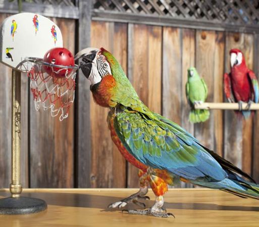 El perico más hábil en basketball se llama Zac, y logró encestar ni más ni menos que 22 veces ¡en un minuto! Este pequeñin alado realizó la hazaña, el año pasado en California.
