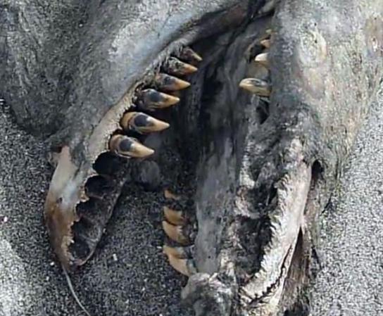 Una extraña y monstruosa especie fue encontrada zanjada a orillas de una playa en Nueva Zelanda. Algunos expertos especulan que pudiera tratarse del cuerpo de una orca asesina.