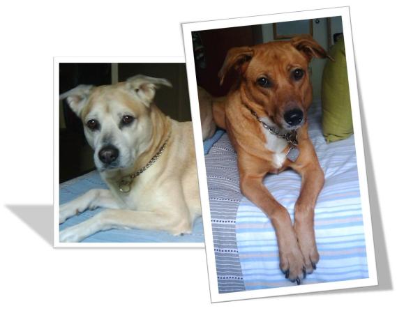 Mis dos mestizos, mis mejores amigos, mis compañeros de vida.
