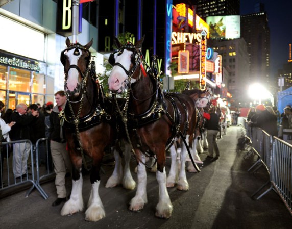 Caballos Clydesdales desfilan a lo largo de Time Square.