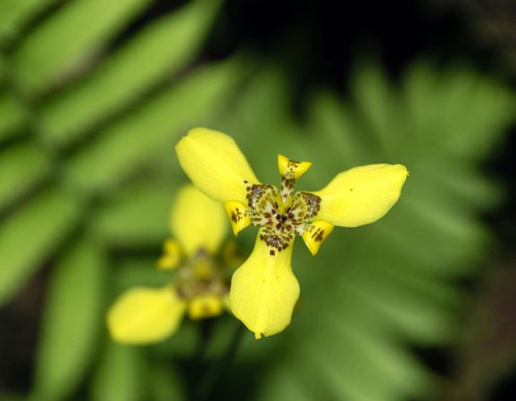 Orquídea amarilla.