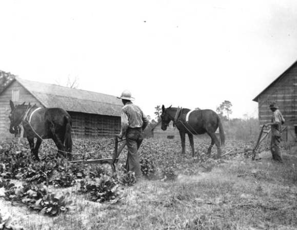 Proyecto de Rehabilitación Rural de la cereza- Cherry Lake, Florida, 1935