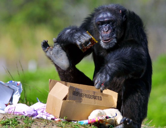 398938 05: A chimpanzee unwraps Christmas presents that were delivered by Santa Claus December 21, 2001 at the Lion Country Safari in West Palm Beach, Florida. The annual event of giving gifts to the chimps, which include stuffed animals, balls, and food that have been wrapped by volunteers, hopes to provide them with enrichment and entertainment during the holiday season. (Photo by Joe Raedle/Getty Images)