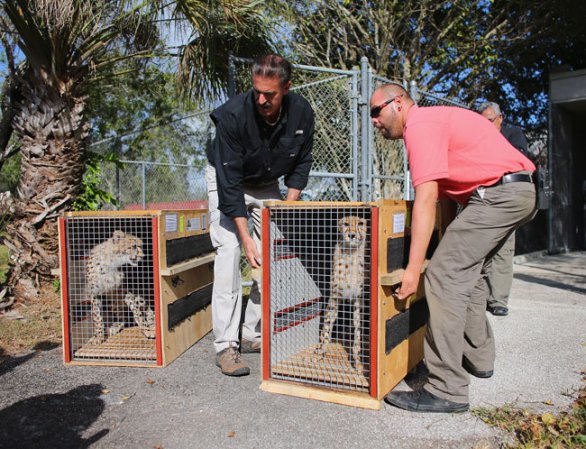 El director del Miami Zoo, Ron Magill, viajó hasta Sudáfrica para acompañarlos en su viaje a través del Océano Atlántico.