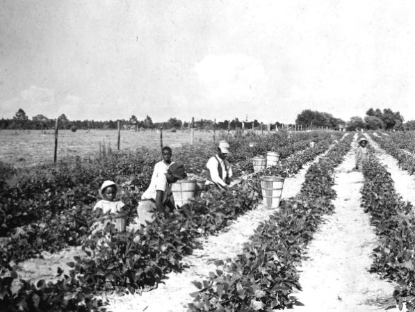 Trabajadores afroamericanos recogiendo las habas en el condado de Levy, cerca de Williston, 1939.