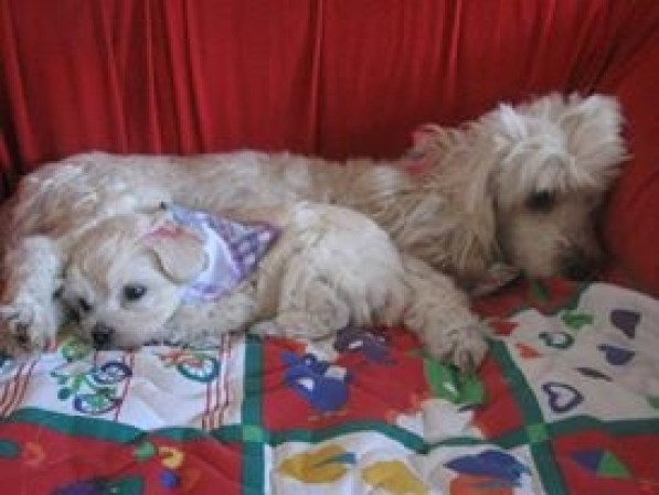 Lucero y luma