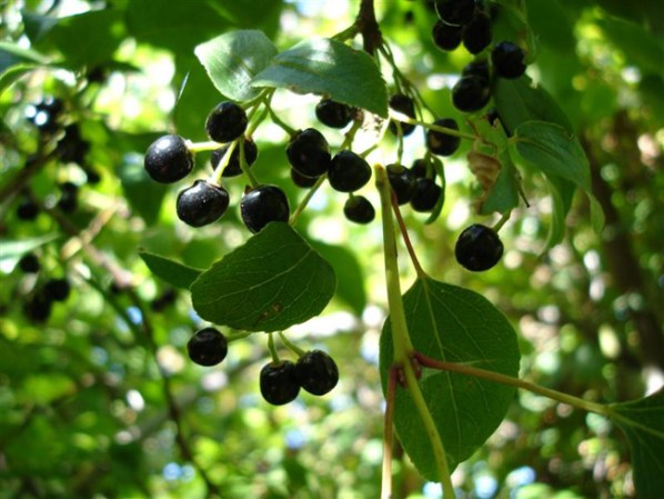 Baya Maqui.- fruto chileno, una de las más altas fuentes de antioxidantes.