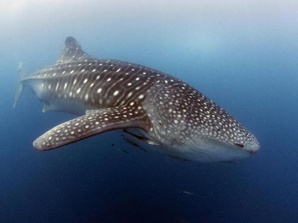 El tiburón ballena es llamado así por su tamaño comparado al de una ballena. Este tipo de tiburón también se alimenta de fitoplancton por eso sus dientes son mucho más pequeños que los que estamos acostumbrados a ver.